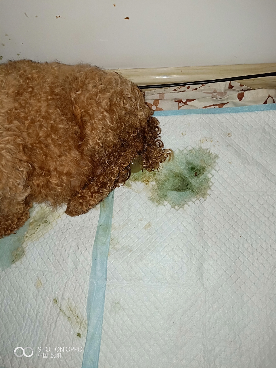 狗狗破羊水都快6个小时了,这是还没破完么?