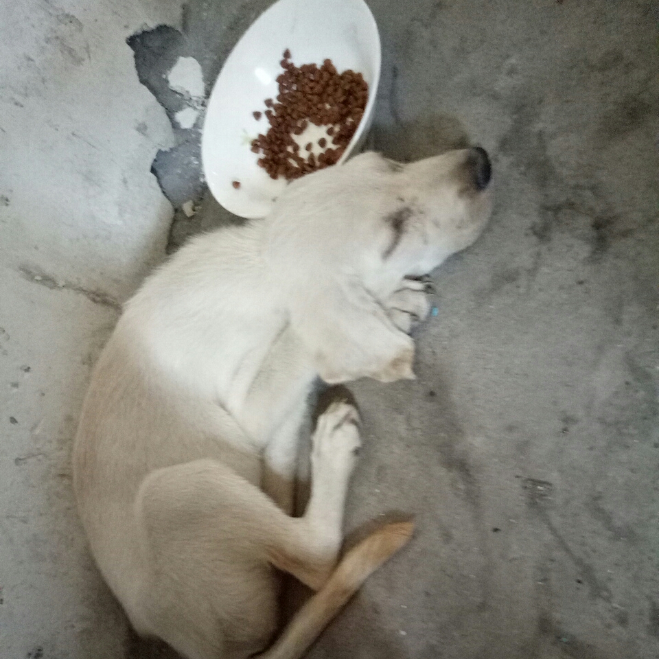 我家来不啦多两个月了这几天身体很虚还有点抽