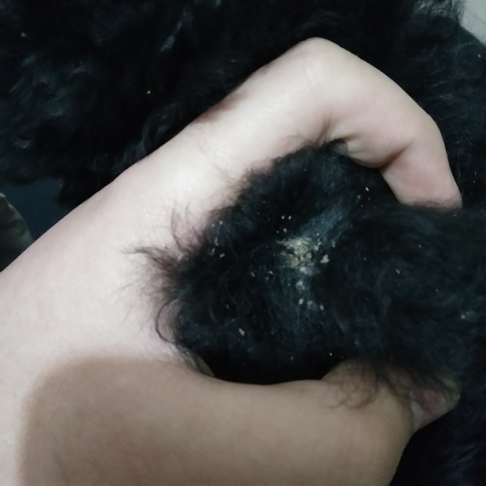 家里一个多月的黑色泰迪 身上结了不少痂 狗狗
