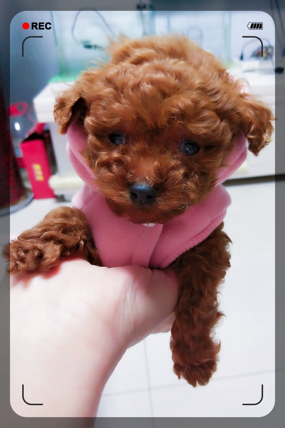 狗狗不吃狗粮,喝医生推荐的奶粉,结果拉肚子,看