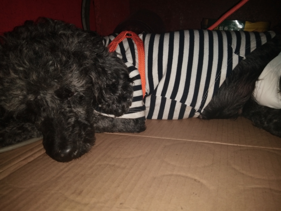 贵宾犬,今天一天不吃饭,嘴巴很臭,很臭很臭,怎么