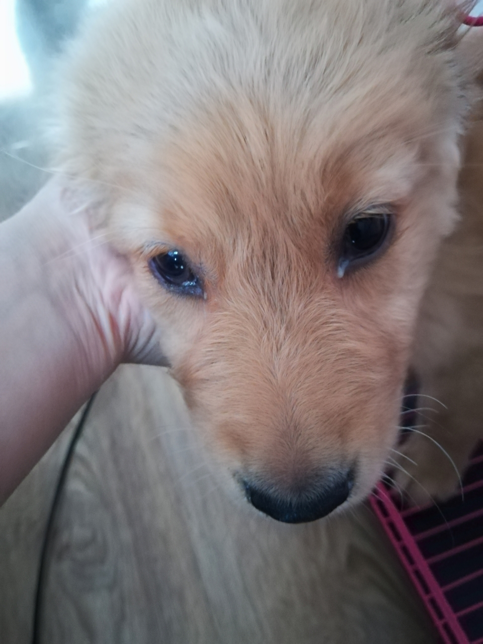 金毛三个月,有眼屎,是什么情况。有时候眼珠边