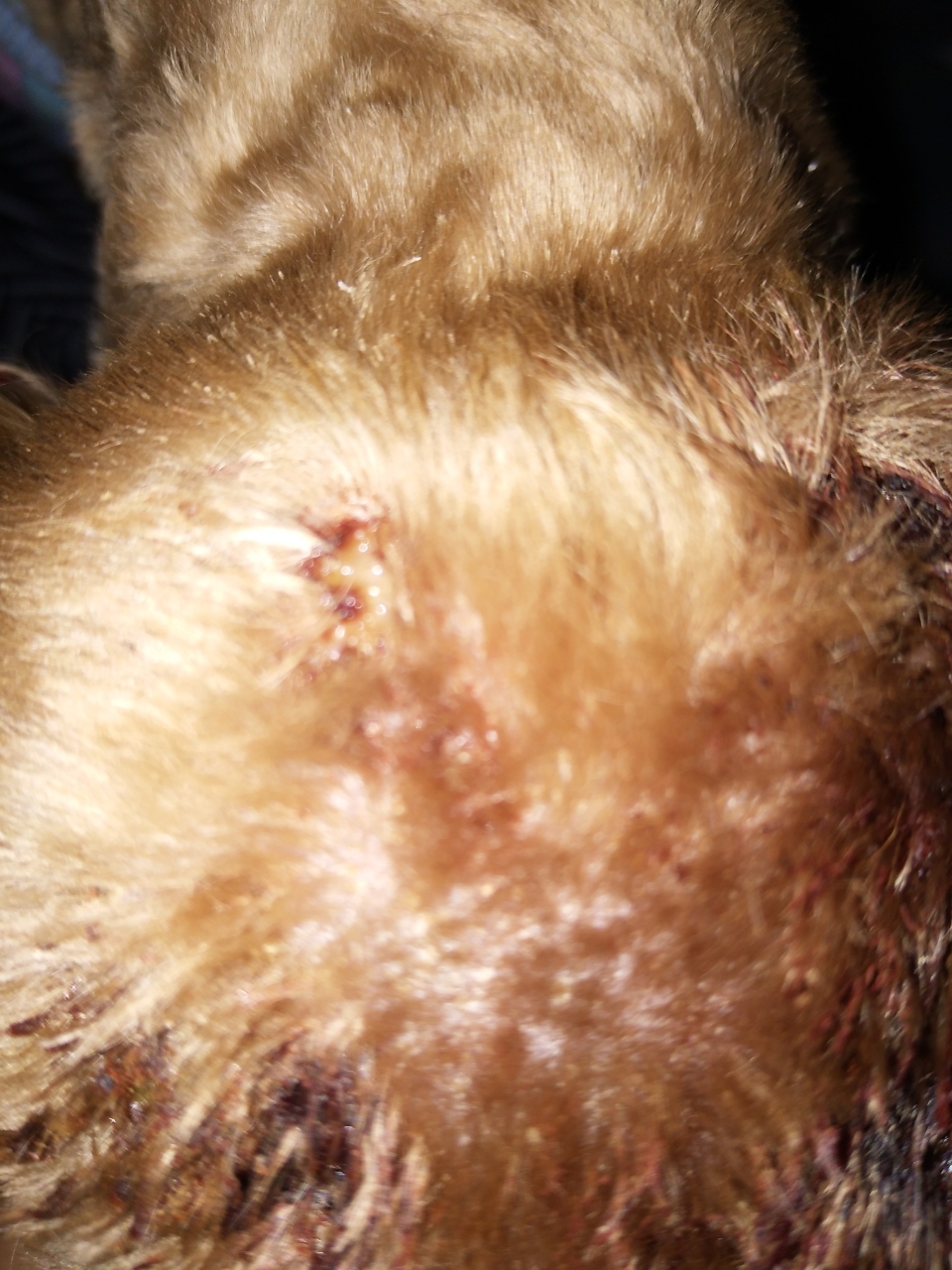 我家的狗的了真菌感染有谁知道什么药好用给介