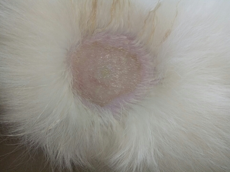 狗狗长脓癣怎么治疗啊?我现在买的是溶菌宁给