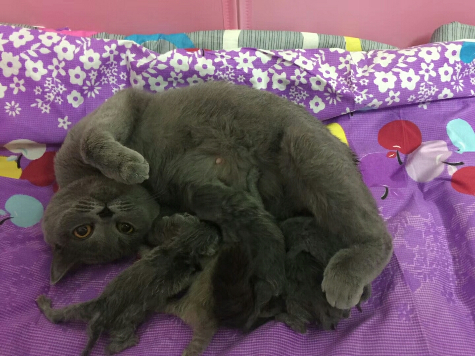 大前天刚生完宝宝的母猫 前天开始软便 昨天开