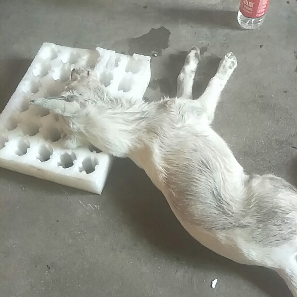 我家狗狗从前天早上开始抽搐,四肢无力不过还