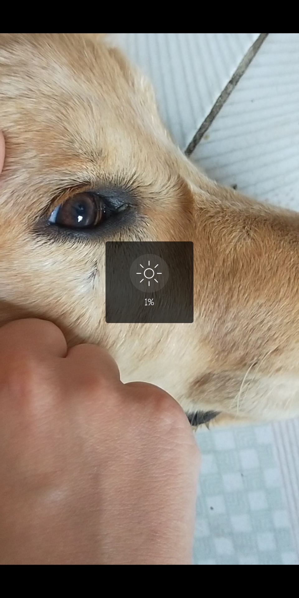 金毛下眼睑这个样,有时候她向上看会漏出点下