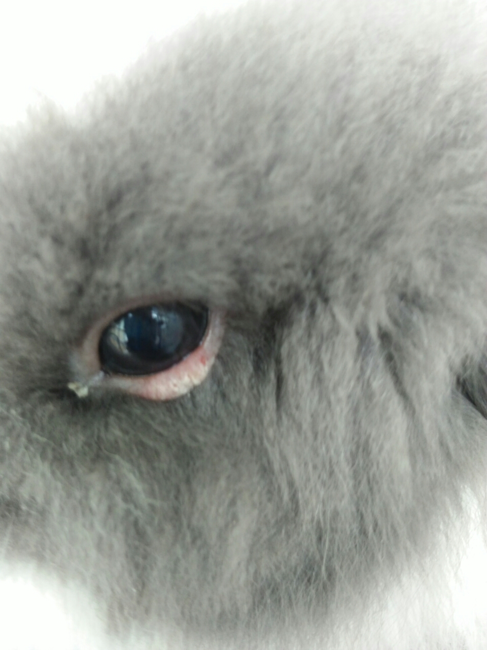 我的兔兔怎么了?下眼皮发红而且发抖,请救救它