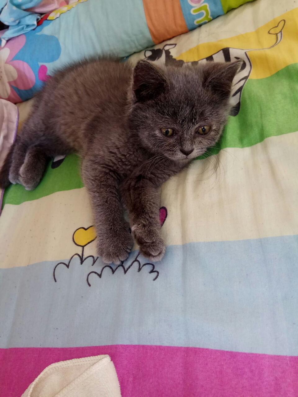 猫宝宝两个月多一点,一天喂多少鱼罐和猫粮,一