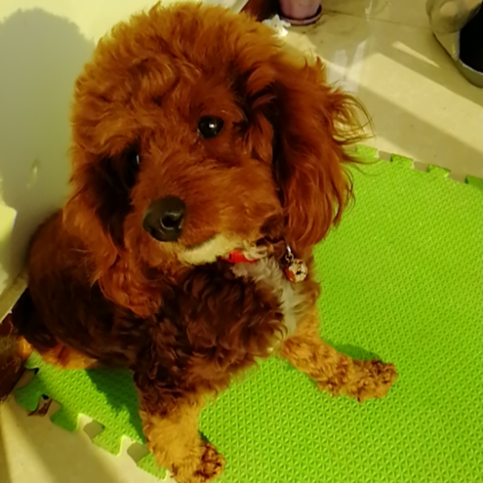 泰迪快2个月了,肚子变化不大,大家帮忙看看到