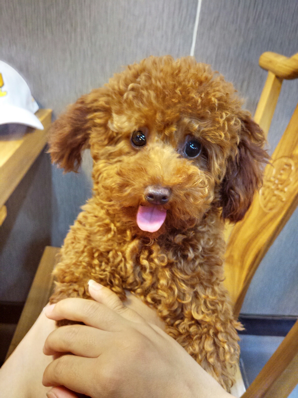 泰迪10个月了毛色不均匀头上突然长白毛鼻子