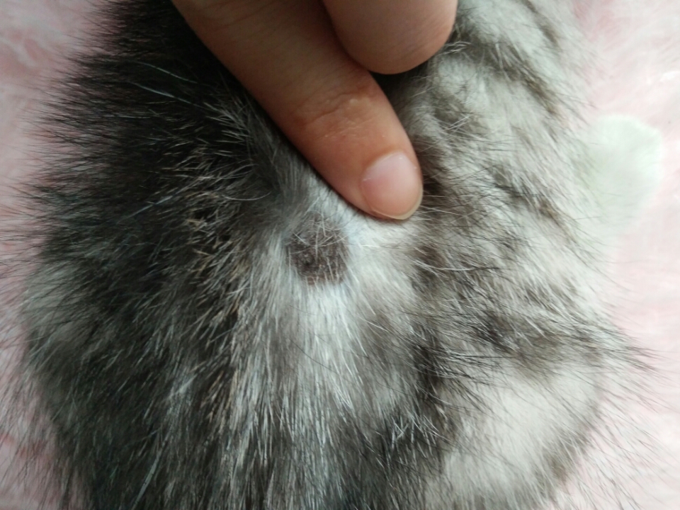 两个月猫咪有猫藓能体内外驱虫和打疫苗吗? 猫