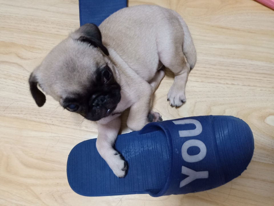 宝,经常不在笼子里,总是跑到空调房的地板上睡觉