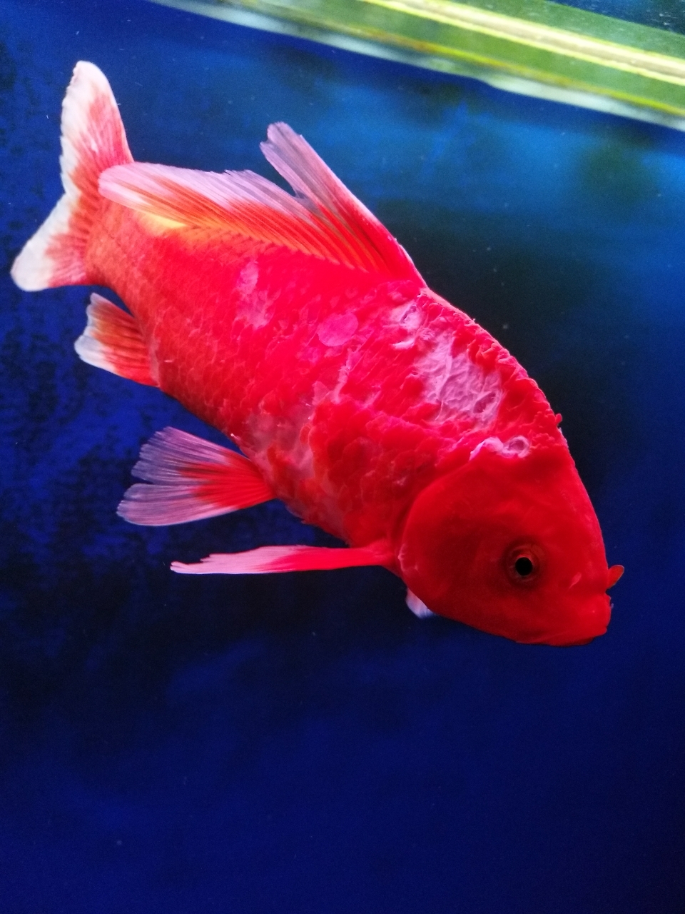 鱼缸总是长青苔是怎么回事,还有就是这条鱼这