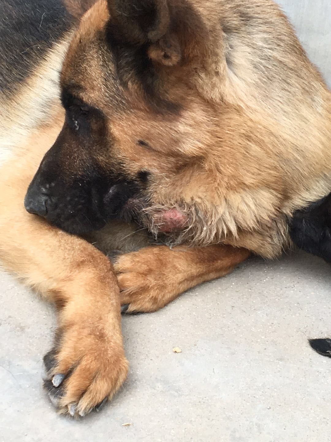 家里的德牧脖子上起了个包,这是怎么回事 ?谢