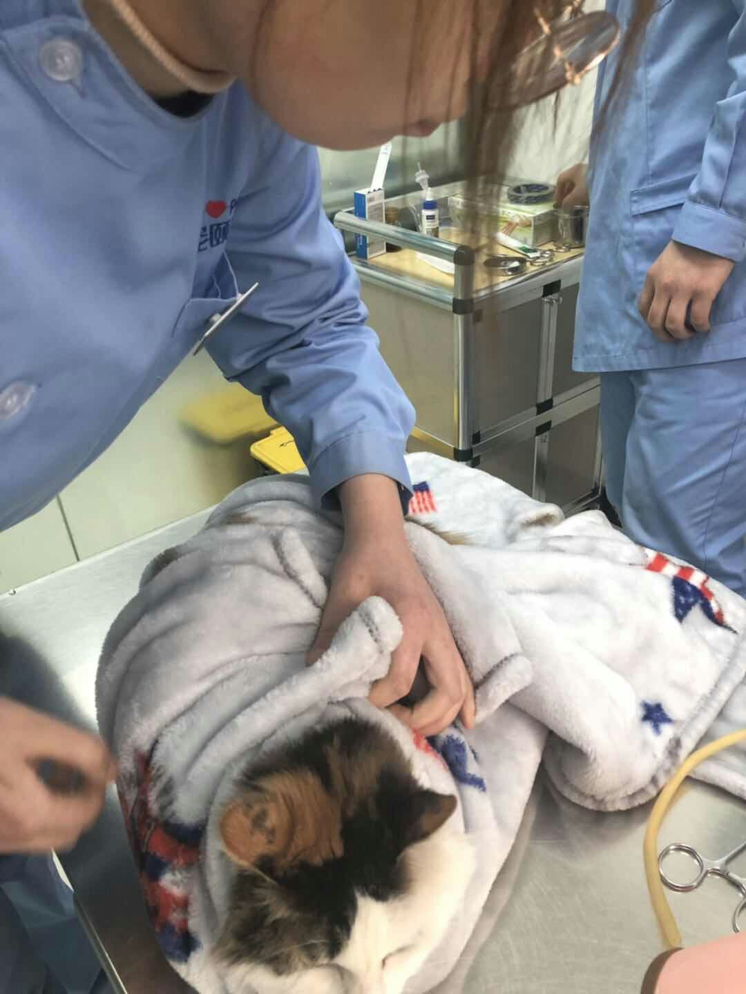 猫猫精神不好,吃饭少,嗜睡,呼吸急促,幅度大,去