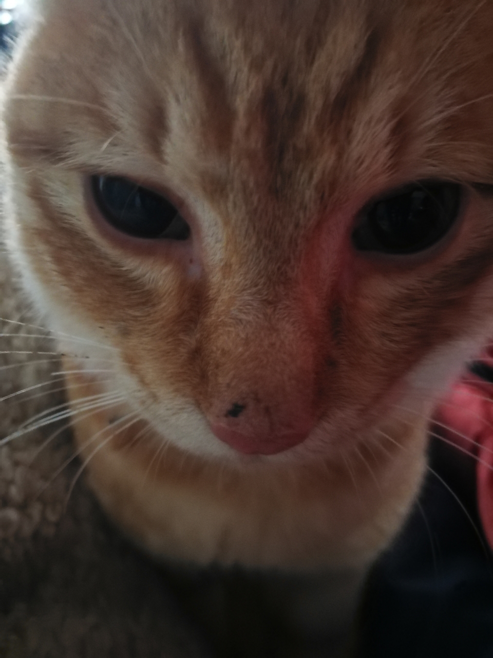 猫咪一直健康活泼,昨晚一夜未归,早上七点回来