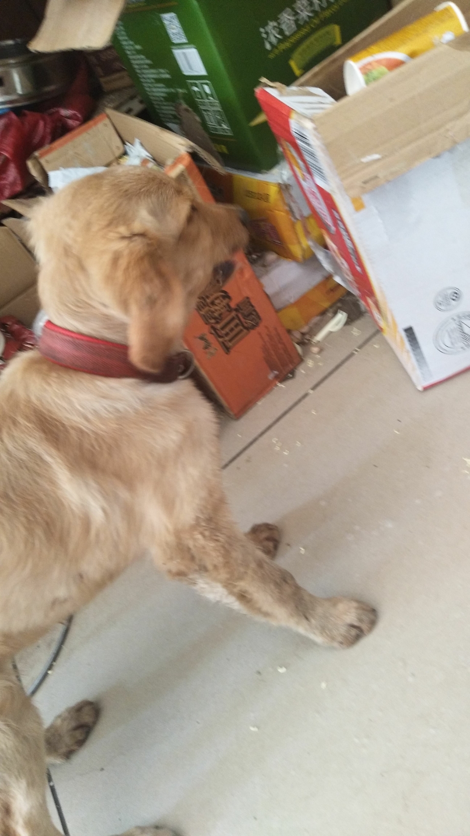 四个多月的金毛,前两天吃排骨和螃蟹骨头,现在