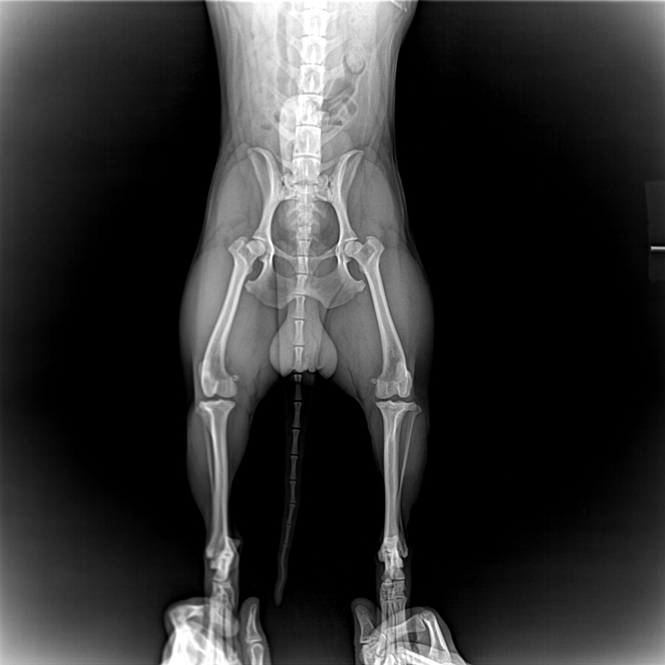 两岁的比熊走路踮脚,拍片子说我们髌骨外翻,要