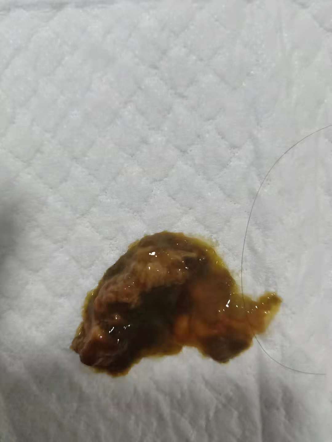 狗狗前天晚上呕吐白沫 拉稀 今天拉稀 不吐了