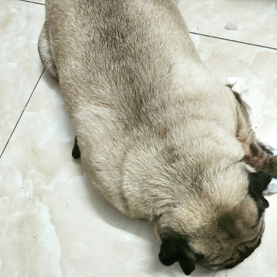 成年八哥犬。昨天狗狗中暑了舌头发紫,带他去