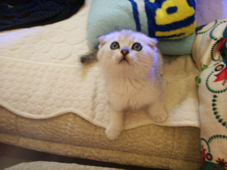 折耳猫怎么判断有无发病状况,需不需要从小吃