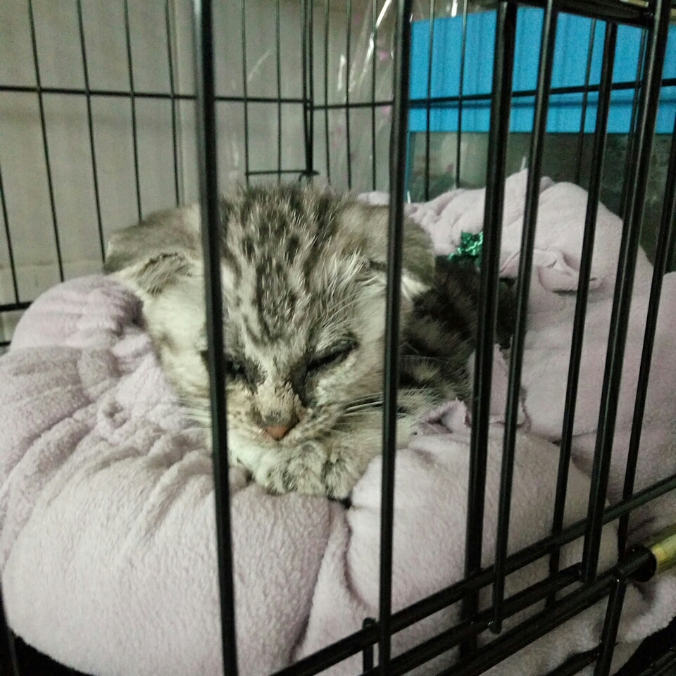 虎儿现在三四个月大,前几天因为猫藓带去宠物