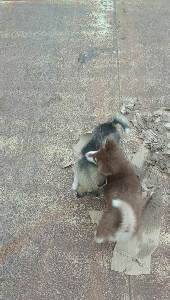 我家的两只阿拉斯加都得了尿路感染,另一只肚