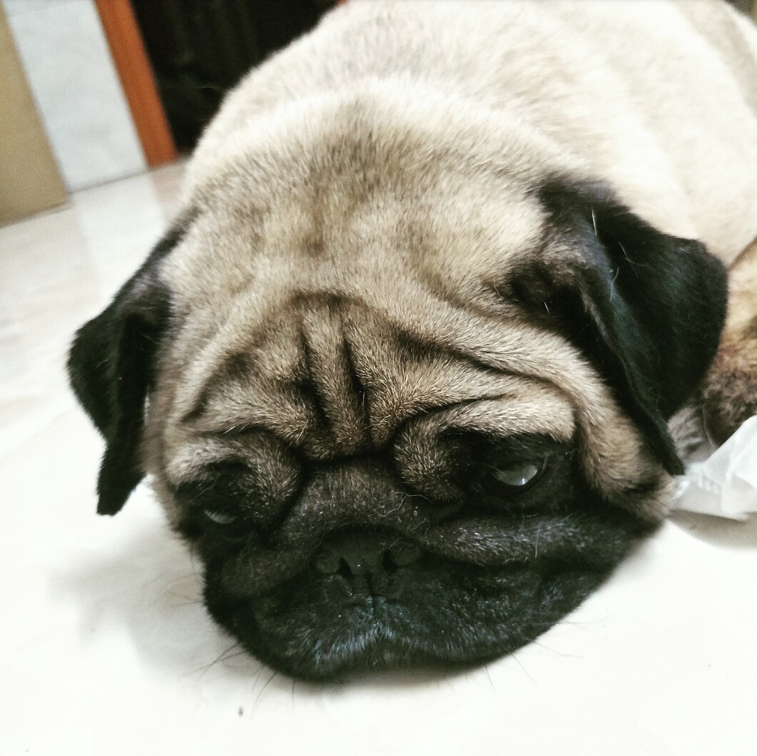 成年八哥犬。昨天狗狗中暑了舌头发紫,带他去