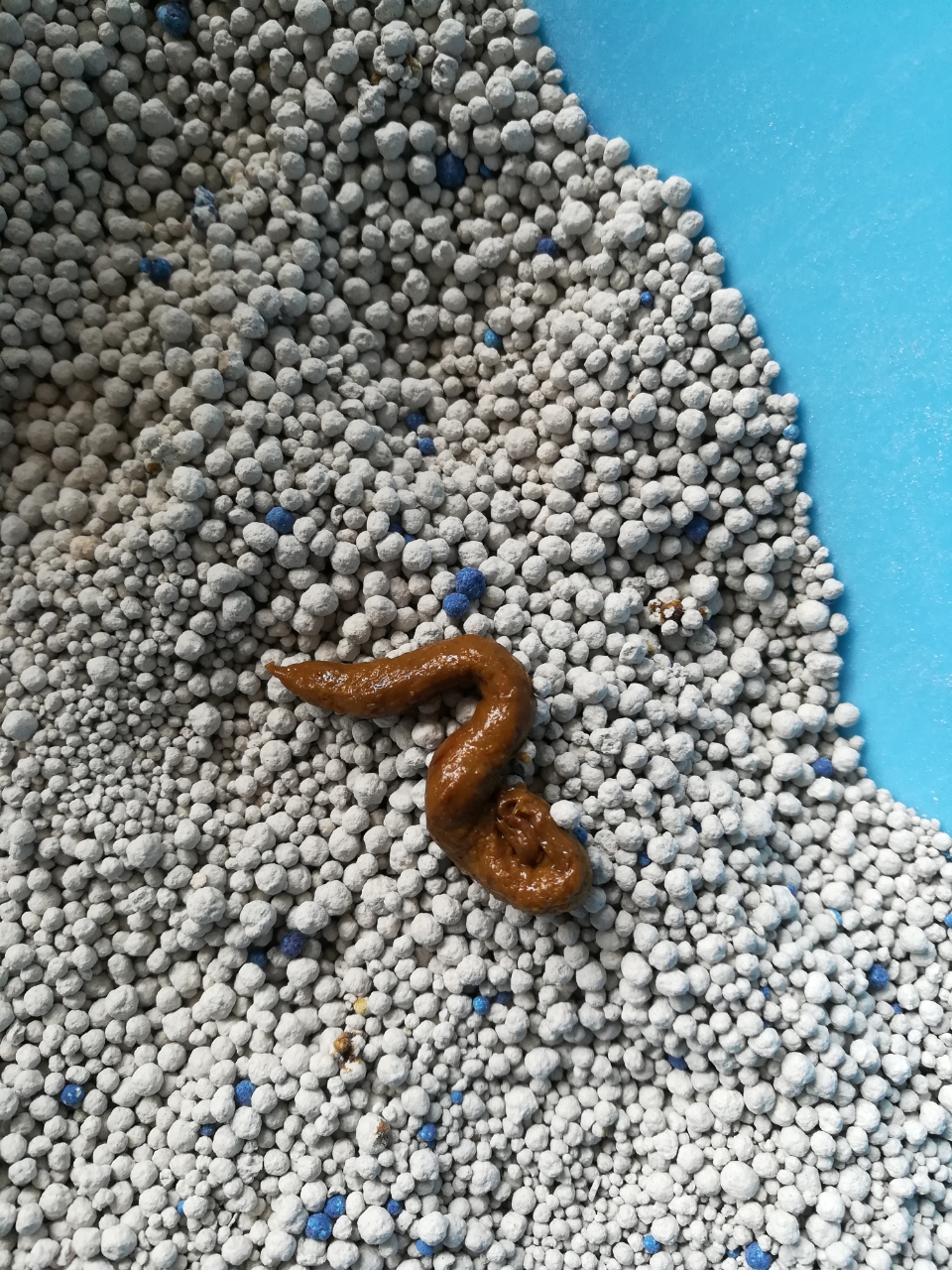 昨天18点接了2只一个月09天的小猫回来,一到