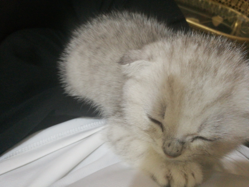 折耳猫怎么判断有无发病状况,需不需要从小吃