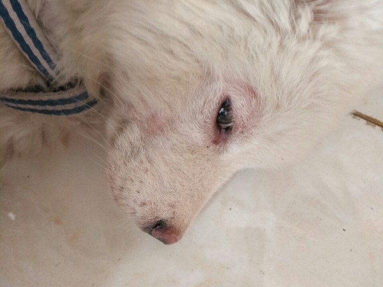 我家狗狗最近眼睛红肿嘴巴也开始了滴眼药水不