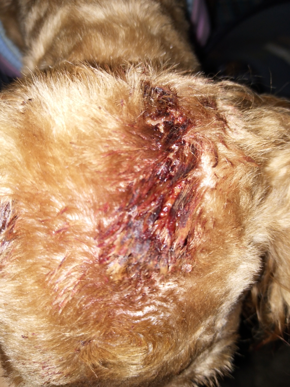 我家的狗的了真菌感染有谁知道什么药好用给介