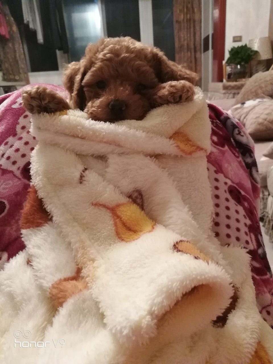 50天的小泰迪可以吃驱虫药(犬心保)了吗?