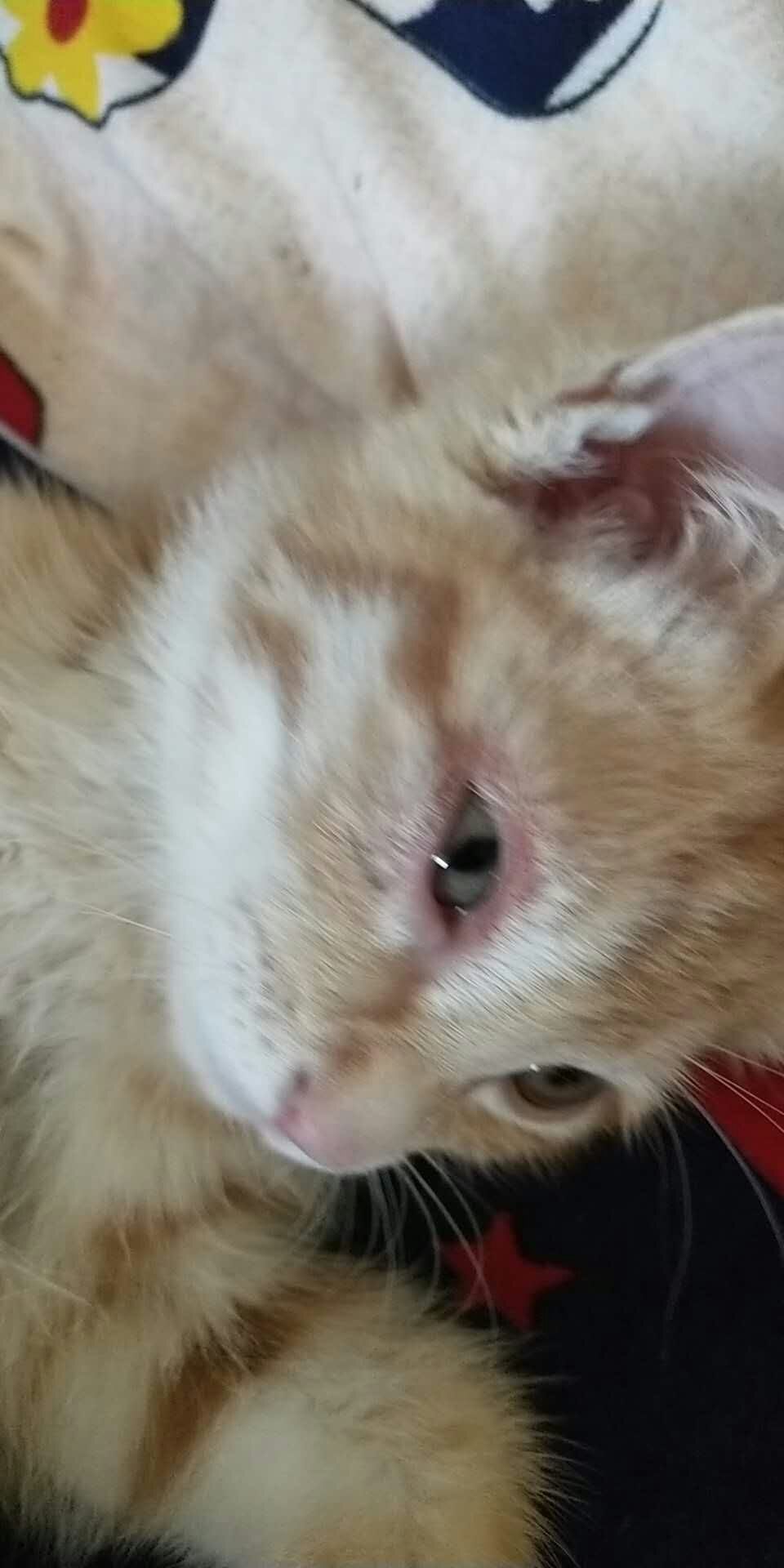 慢慢的眼睛肿了,一直流眼泪,怎么回事,在线等,急