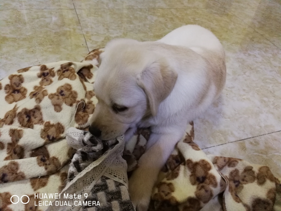 这两天狗狗不干呕了,但是偶尔会发出卡卡卡的