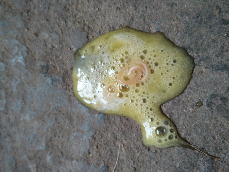 快两个月大的狗狗老呕吐这种东西,一点精神也