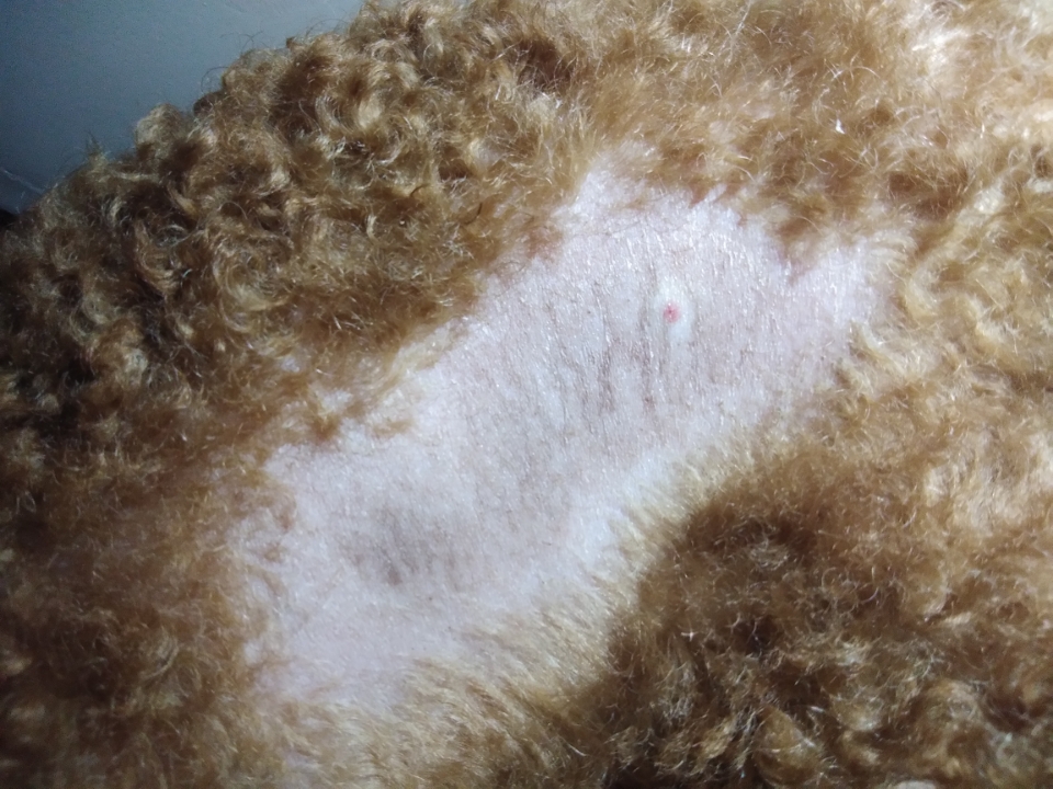 狗狗背部两侧脱毛很严重,脱毛部分有红点和皮