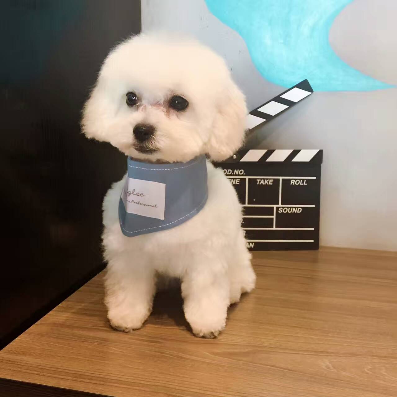 比熊犬吃什么狗粮比较好呢?希望大神推荐一款