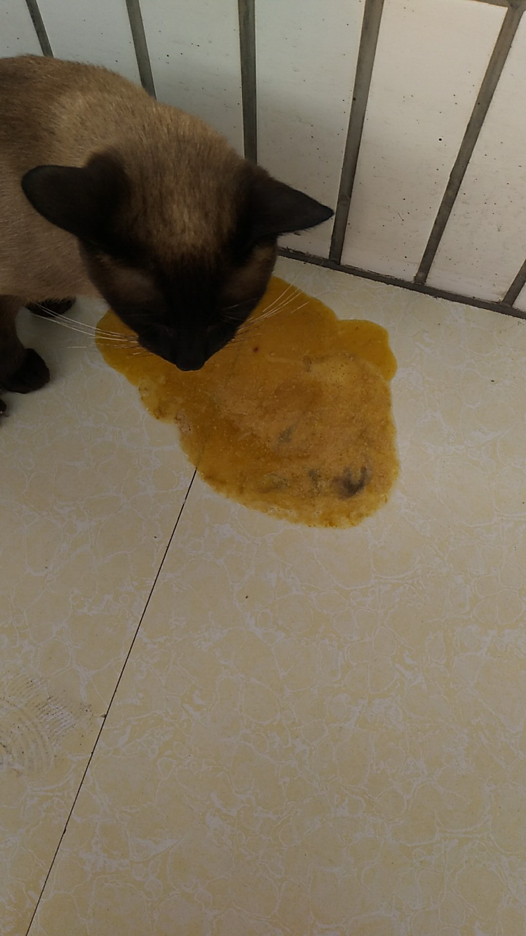 猫猫前天开始第一次吐没消化的猫粮,昨天吐的