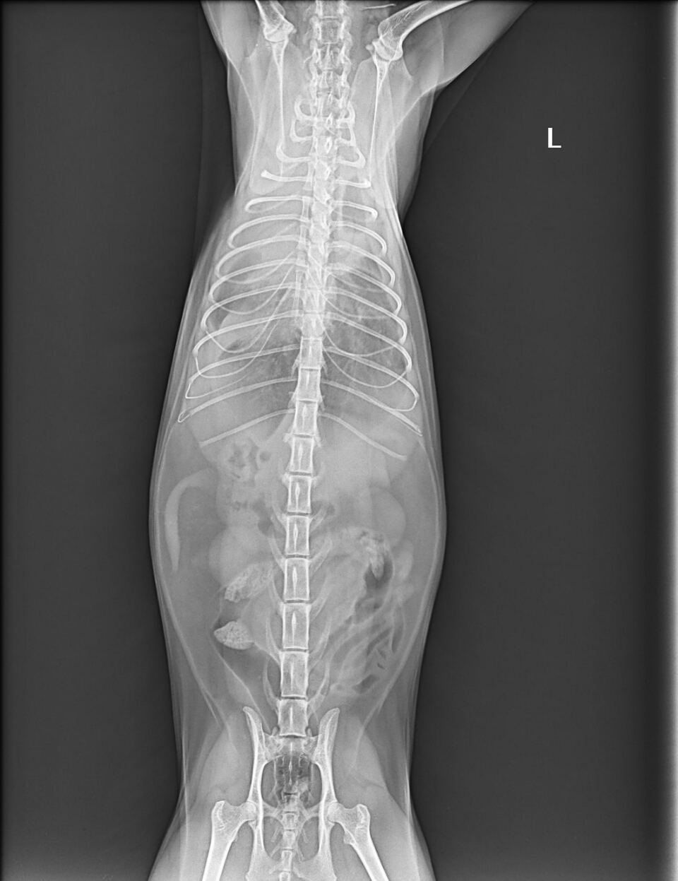 猫猫精神不好,吃饭少,嗜睡,呼吸急促,幅度大,去