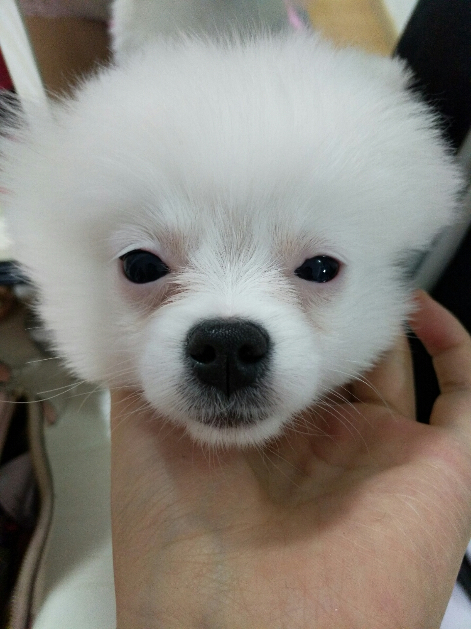 帮我看下,我们家雪球四个月,博美犬,眼周皮肤轻