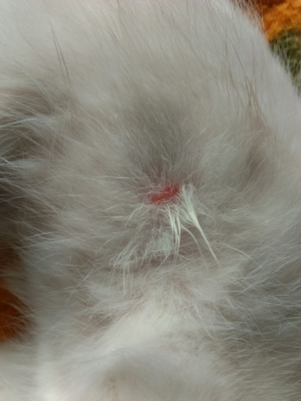 我的猫咪好像有跳蚤过敏性皮肤炎,怎么办,小镇