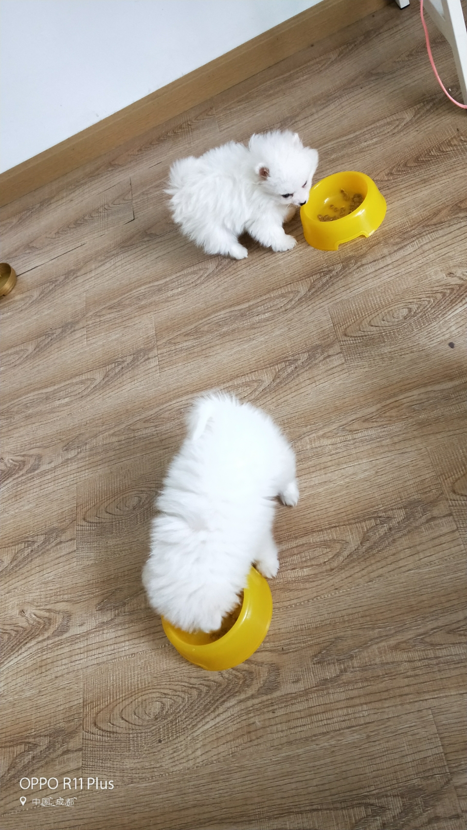 卡片小博美买回来有两个星期了,前几天呕吐拉