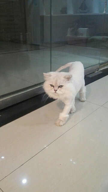 我家金吉拉经常呕吐,基本每次吃的食物都吐出