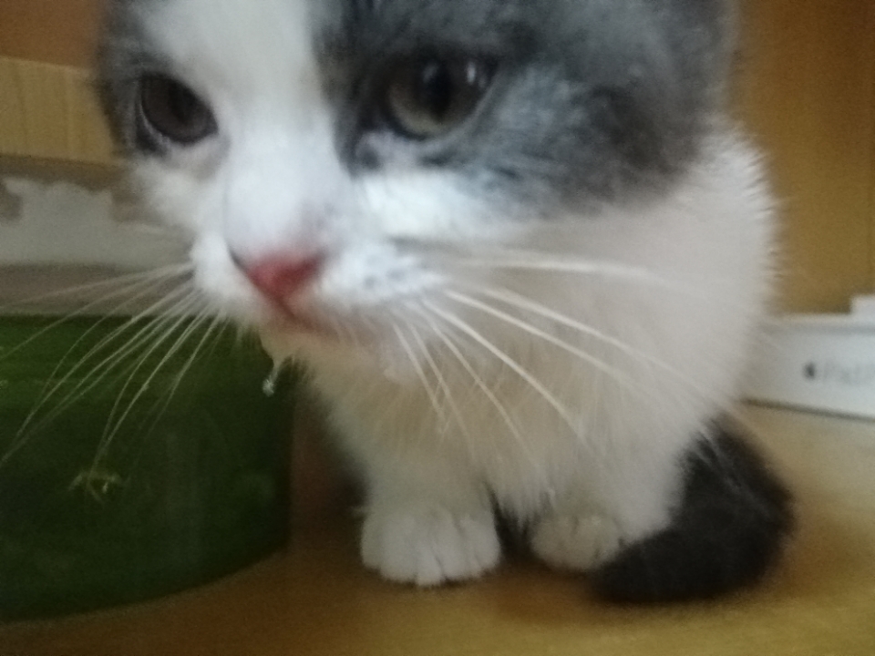 2个月,空运过来路上着凉了,打喷嚏流鼻涕,吃了