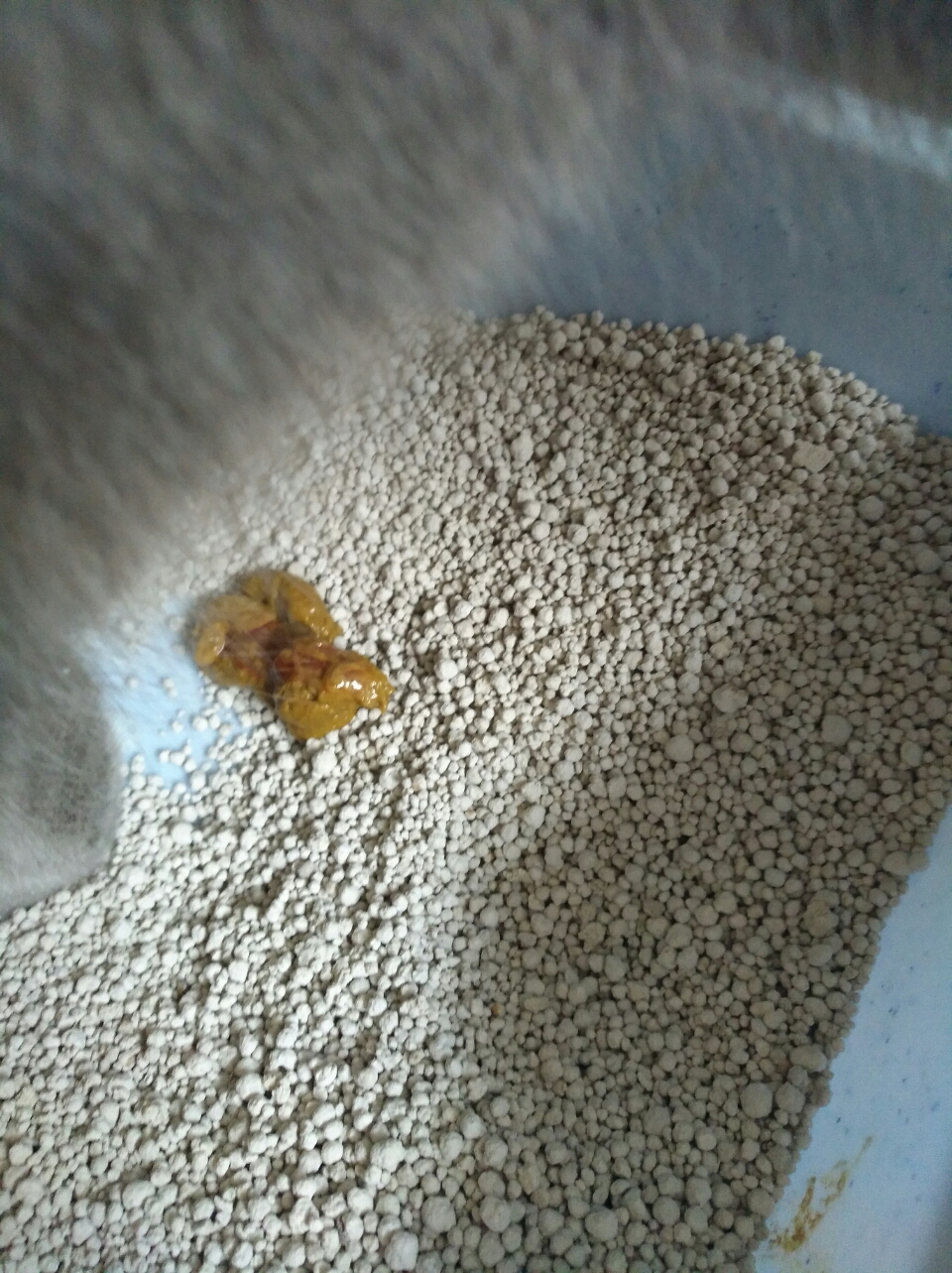 家里的猫猫1岁了 前几天发情后带她去配种 回