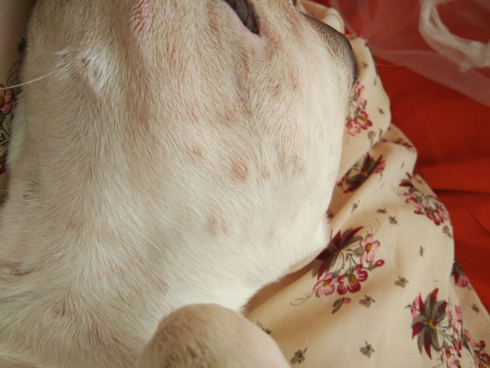 我家法斗身上长红疙瘩,不知道是怎么回事。给