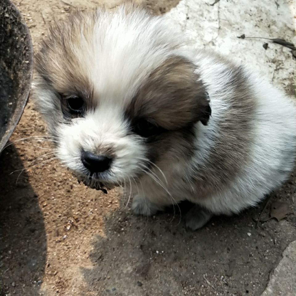 小奶狗拉不出屎来怎么办?在线等