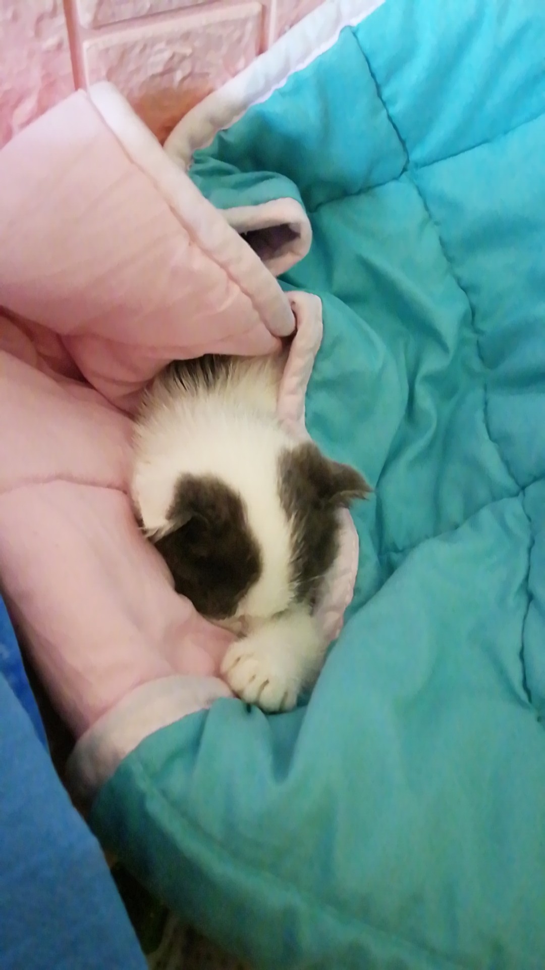 2个月,空运过来路上着凉了,打喷嚏流鼻涕,吃了